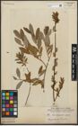 Foto von Salix purpurea L. x Salix repens L.